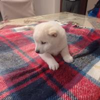 Shiba Inu cuccioli con Pedigree Italiano
