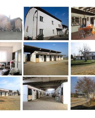 Amore per i Cavalli - Ferrea Volontà e Altro