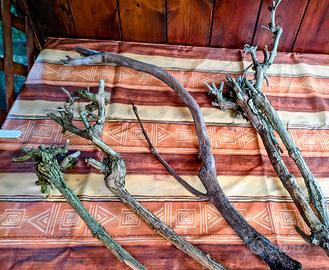 RADICI PER ACQUARI,TERRARI,HOBBYSTICA