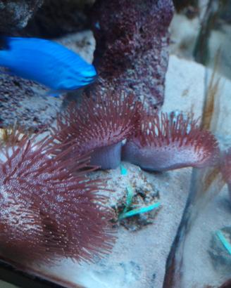 Sarcophyton