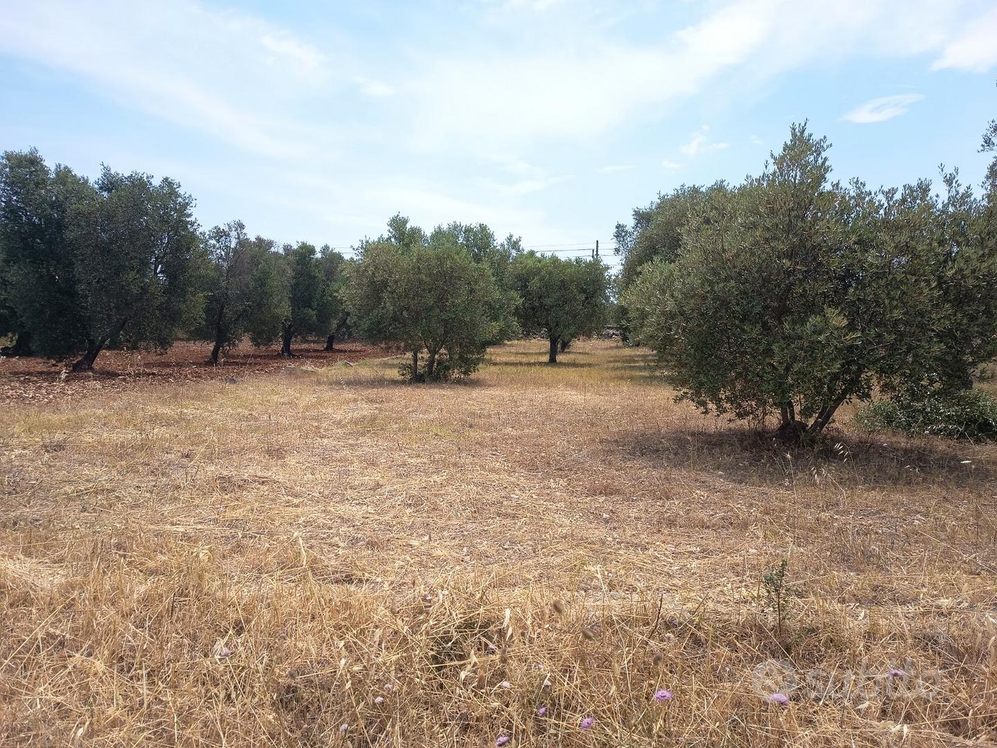 Terreno con trullo - Vista 5