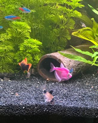 Glofish