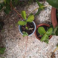 pianta di Fragola Fragaria x ananassa Tochiotome