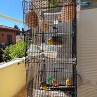 Canarini e gabbie due tutta l'attrezzatura nidi
