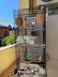 Canarini e gabbie due tutta l'attrezzatura nidi