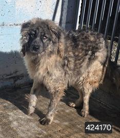 Urge adozione per Mammolo 3 anni tg grande