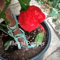 Semi Peperoncini Carolina Reaper e Super Hot