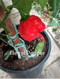 Semi Peperoncini Carolina Reaper e Super Hot