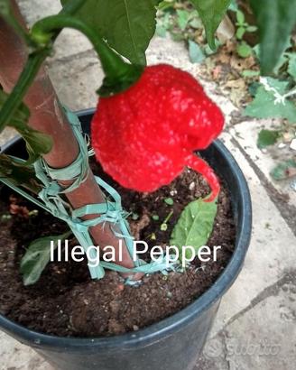 Semi Peperoncini Carolina Reaper e Super Hot