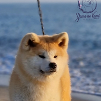 Cuccioli Akita inu