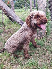 Lagotto da tartufo