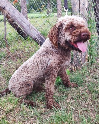 Lagotto da tartufo