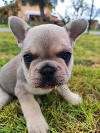 Bulldog Francese