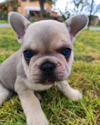 Bulldog Francese
