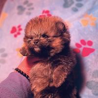 Pomerania selezione garantita con PEDIGREE