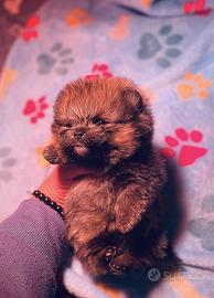 Pomerania selezione garantita con PEDIGREE