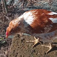 Coppia galli araucana per fecondazione multipla