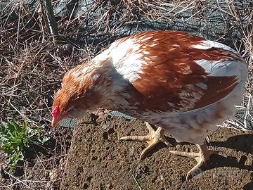 Coppia galli araucana per fecondazione multipla