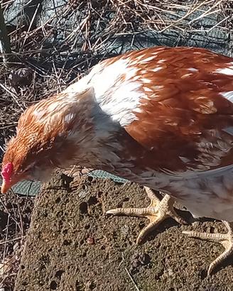 Coppia galli araucana per fecondazione multipla