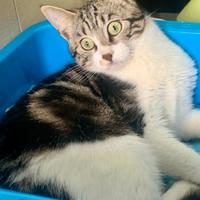 Cucciolo 4 mesi e 2 gattine sterilizzate catania