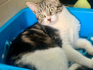 Cucciolo 4 mesi e 2 gattine sterilizzate catania