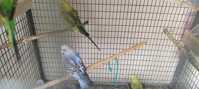 cocorite 1 mese -3 mesi