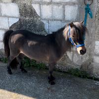 Pony olandese femmina 80 cm