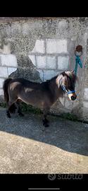 Pony olandese femmina 80 cm