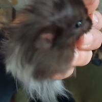 Criceti Angora, Criceti Panda, Criceti Russi