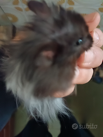 Criceti Angora, Criceti Panda, Criceti Russi