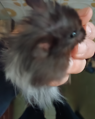 Criceti Angora, Criceti Panda, Criceti Russi