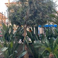 Pianta  d’ulivo circa 3 metri