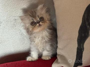 Gattini persiani 70gg