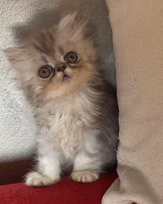 Gattini persiani 70gg