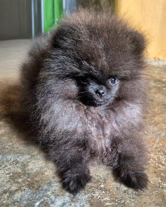 Splendidi volpini di Pomerania - spitz tedesco