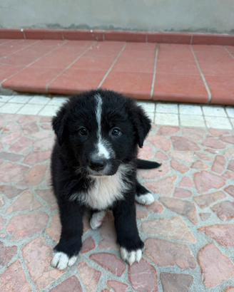 Cuccioli Pastore tedesco x Pastore maremmano