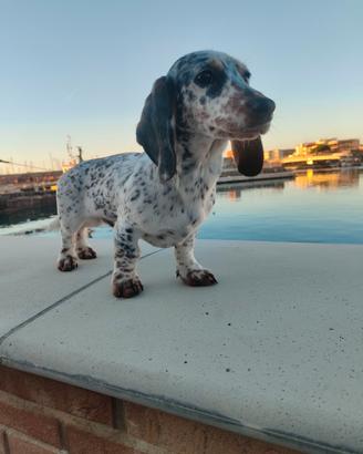 Bassotto piebald