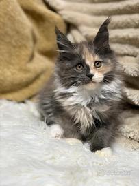 Maine Coon