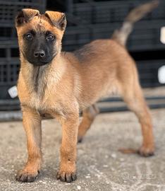Pastore belga Malinois