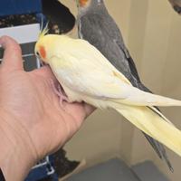 Calopsite addomesticate