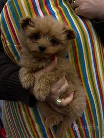 Maltipoo