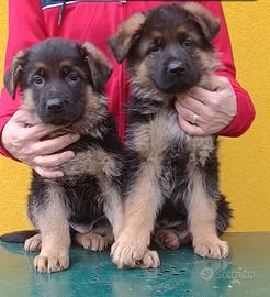 Cuccioli maschi pastore tedesco