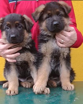Cuccioli maschi pastore tedesco