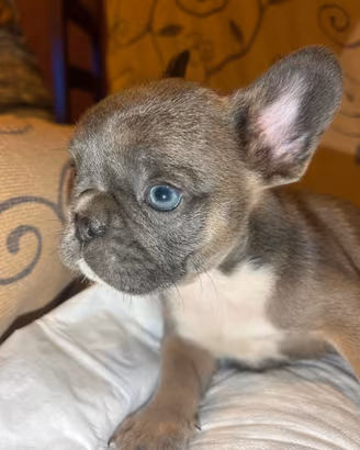 Femminuccia bulldog francese blu/blù fawn tan