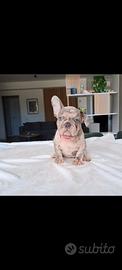 Bulldog francese cuccioli