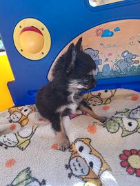 Chihuahua maschio con Pedigree