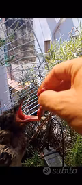 Uccelli