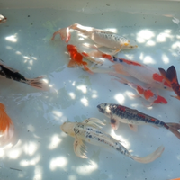 Carpe koi e Velo Butterfly grado A