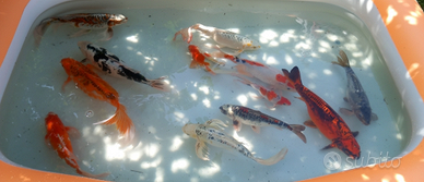 Carpe koi e Velo Butterfly grado A