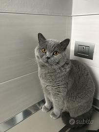 British Shorthair -4 anni -